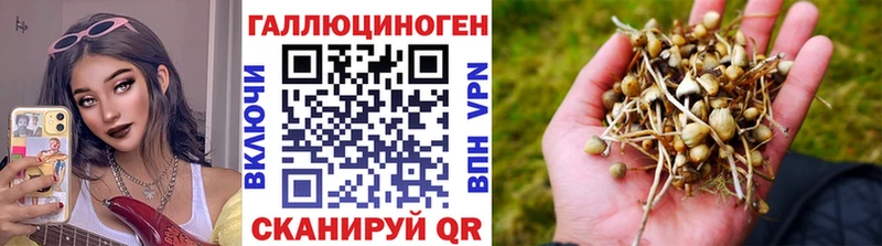 где можно купить   Первоуральск  Псилоцибиновые грибы Psilocybine cubensis 